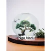 Trắng cây tùng 30cm