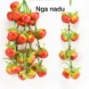 Dây cà chua 8 quả